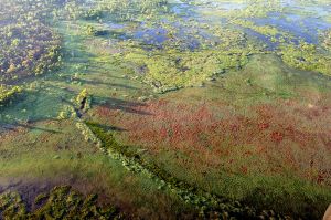 Kakadu Floodplain Aerial Patterns 